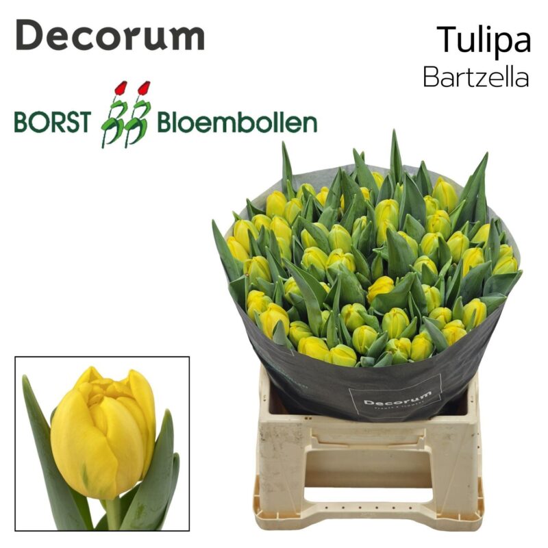 Citromsárga Tulipán (DU Bartzella) 42cm NN