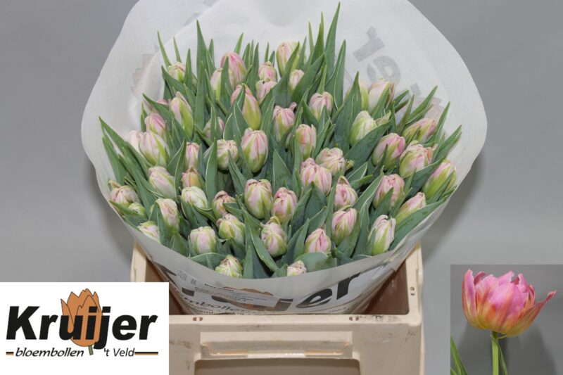 Rózsaszín/Sárga Tulipán (DU Dotcom) 40cm NN