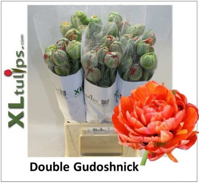 Narancs Tulipán (DU Gudoshnik double) 40cm NN