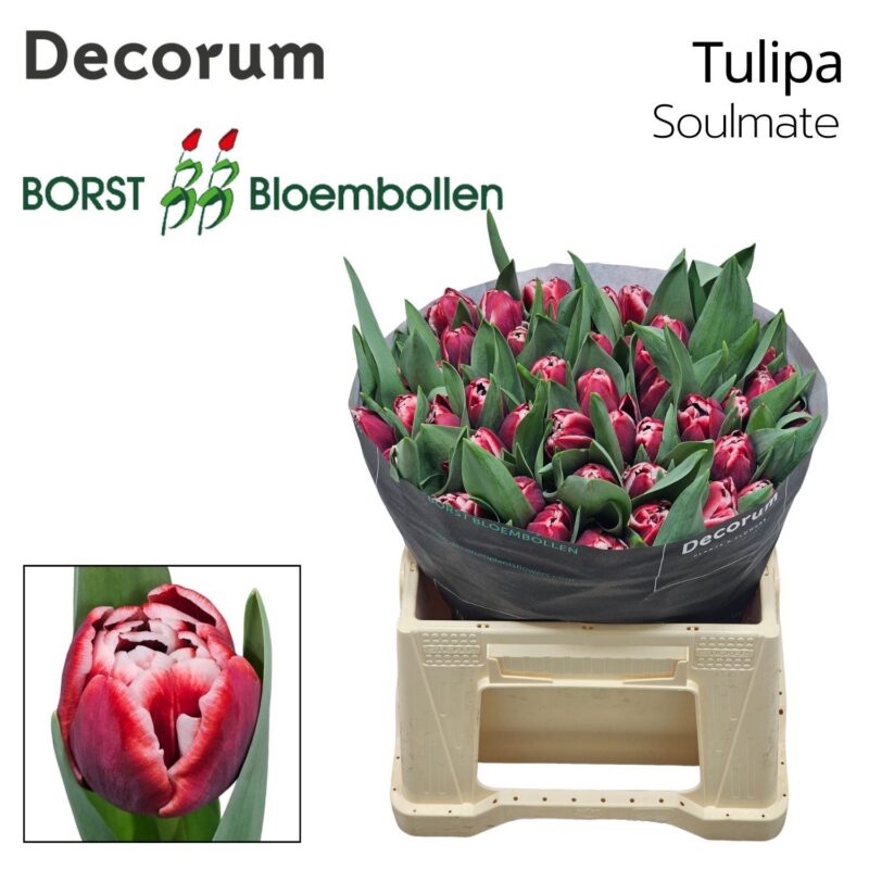 Piros/Fehér Tulipán (DU Soulmate) 36cm NN