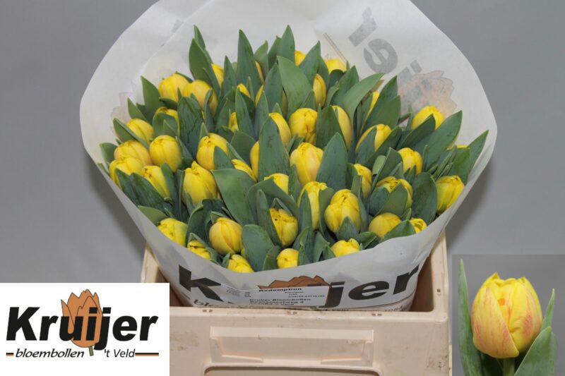 Citromsárga Tulipán (DU Sunrise) 36cm NN