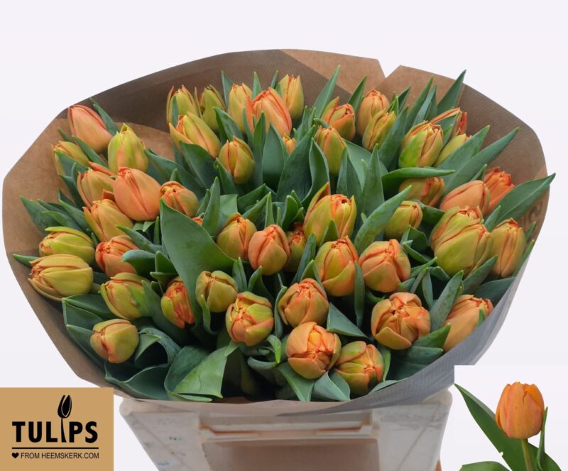 Narancs Tulipán (DU Lorenzo) 40cm