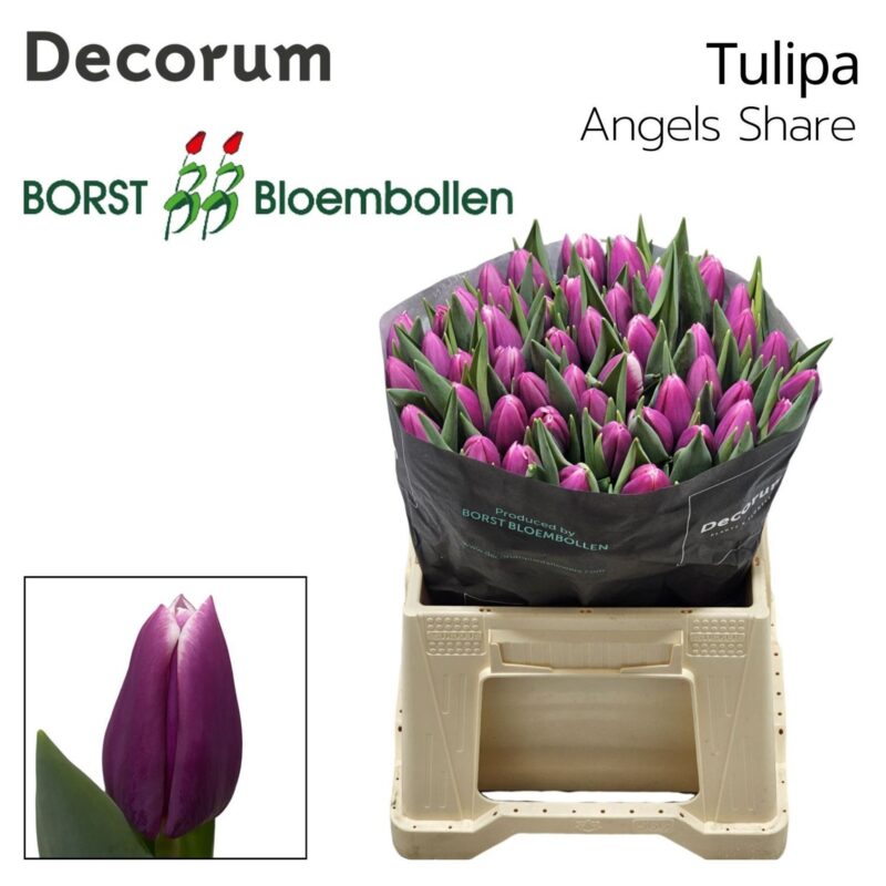 Lila Tulipán (EN Angels share) 40cm NN