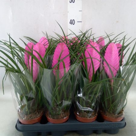 Tillandsia Cyanea- Szakállbromélia (Anita) 9/35cm