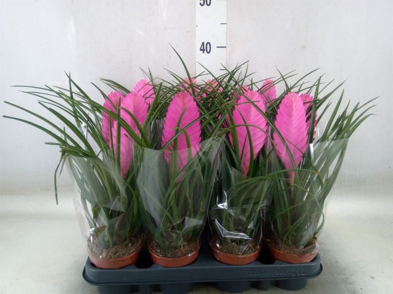 Tillandsia Cyanea- Szakállbromélia (Anita) 9/35cm