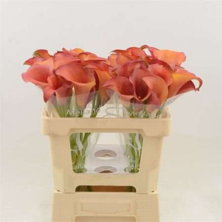 Narancs Kála- Zantedeschia (Captain Odeon) 40cm