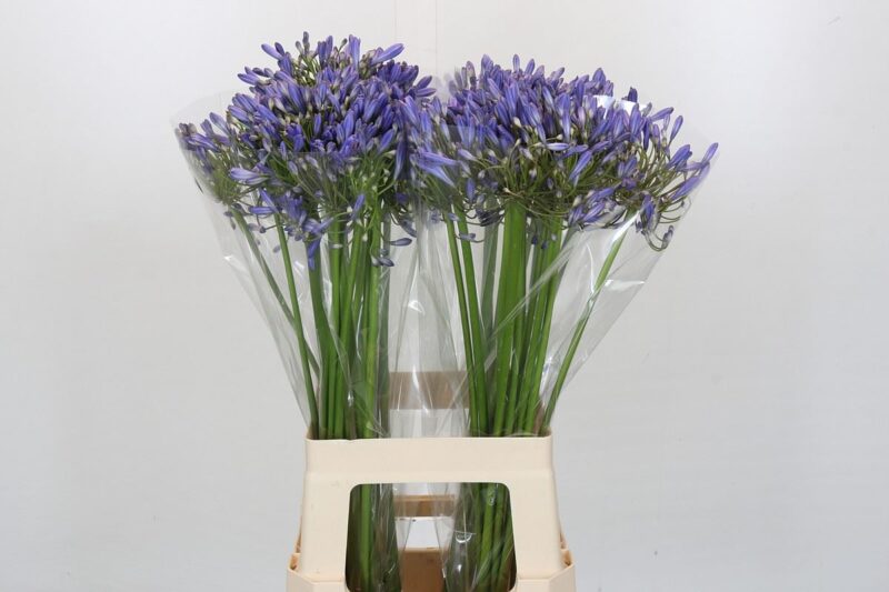 Agapanthus- Szerelemvirág (Blue Heaven) 70