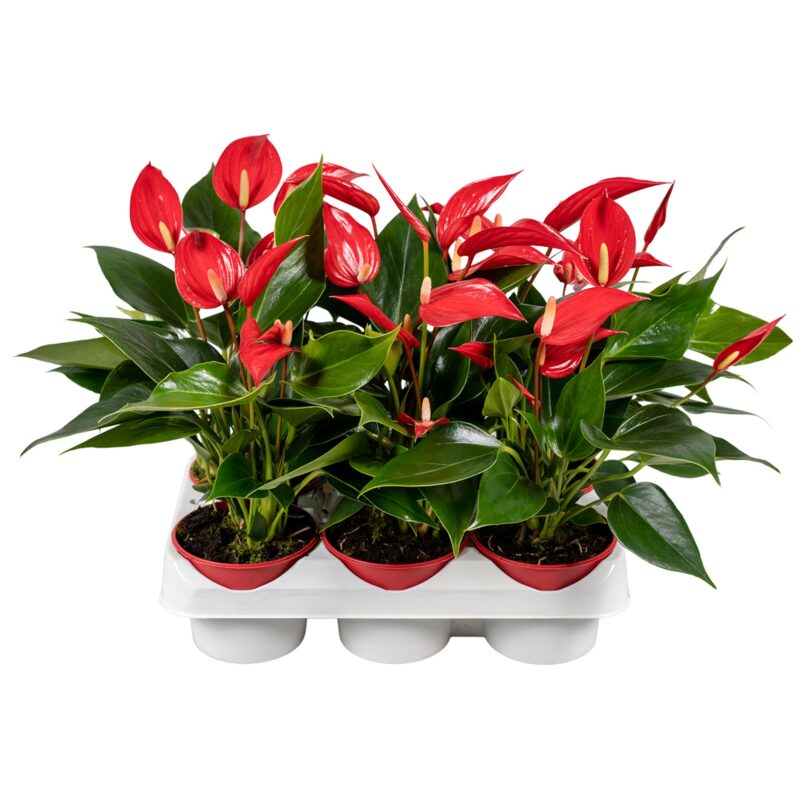 Anthurium- Flamingó (Banderola Roja) 9/30cm NN