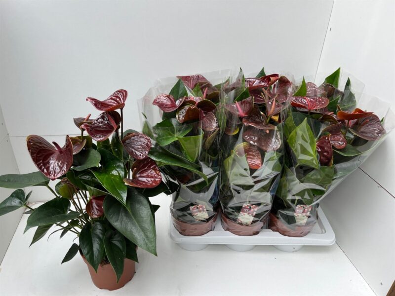 Anthurium- Flamingó (Essencia) 17/55cm NN