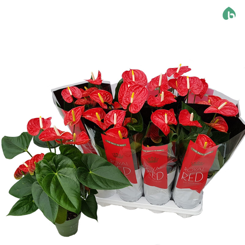 Anthurium- Flamingó (Madural Orange Royal Red) 14/50cm