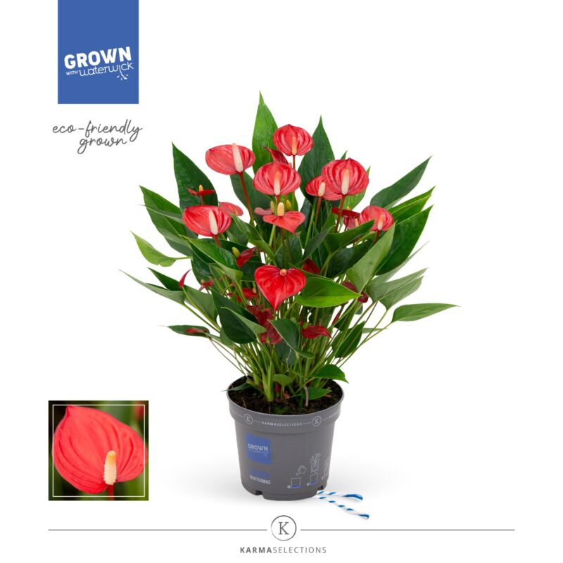 Anthurium- Flamingó (Mill Flores Red) 12/40cm