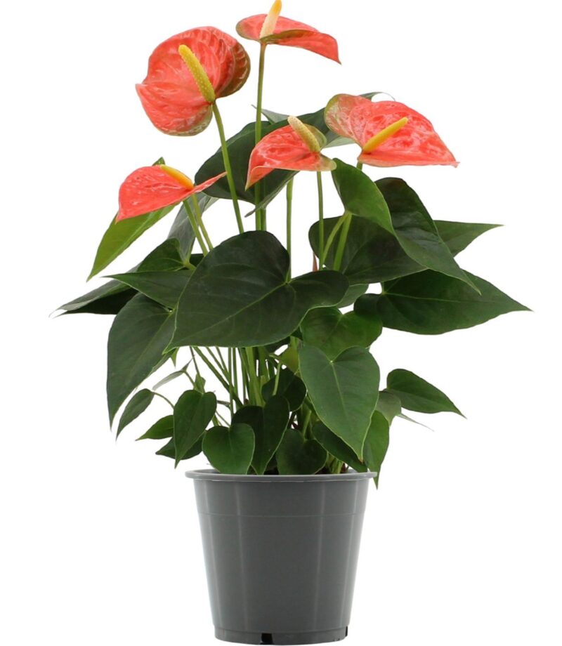 Anthurium- Flamingó (Prince of Orange) 12/36cm NN