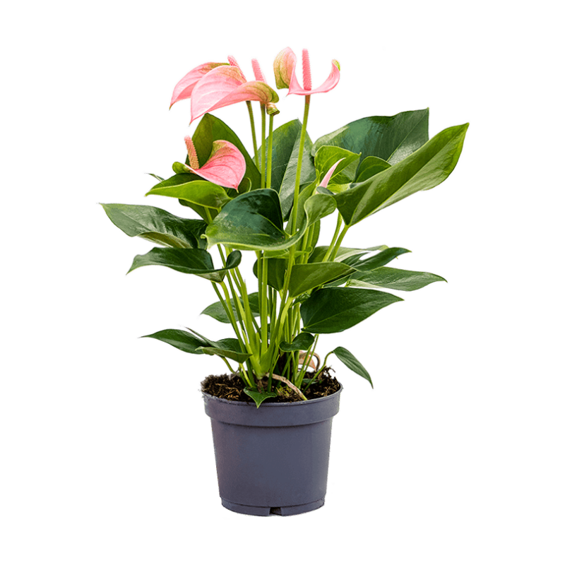 Anthurium- Flamingó (Spirit) 12/36cm NN