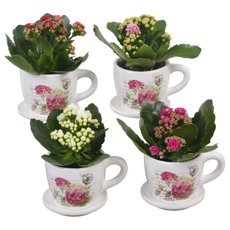 Arrangements (Kalanchoe bögre) 8/16cm