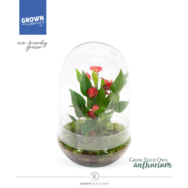 Arrangements (Anthurium Valentin Glass) 14cm