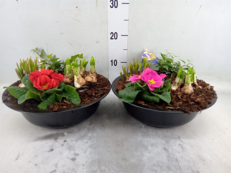 Arrangements (ARR002 Primula Red-Pink) 30cm