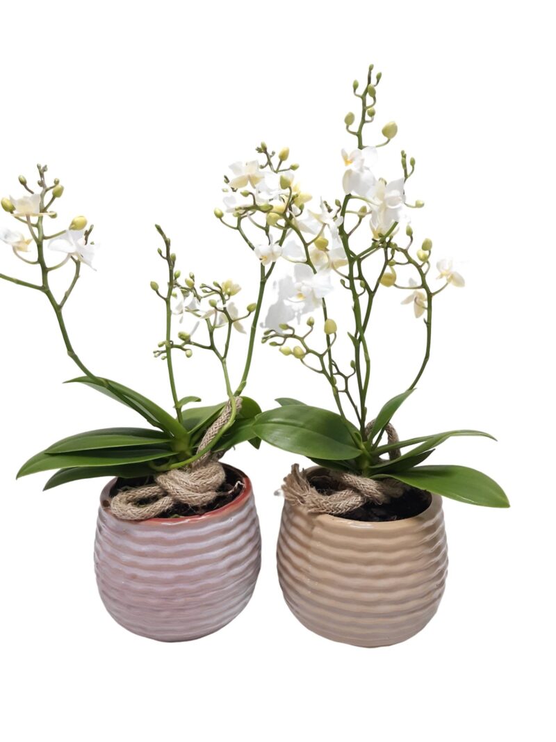 Arrangements (ARR005 Phalaenopsis White Ceramic) 13cm