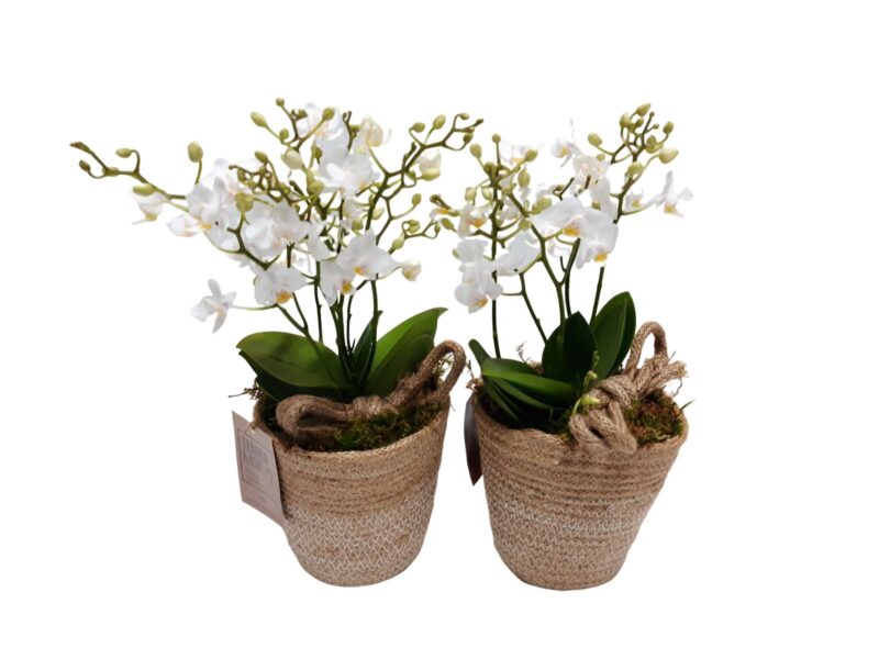 Arrangements (ARR004 Phalaenopsis White) 13cm NN