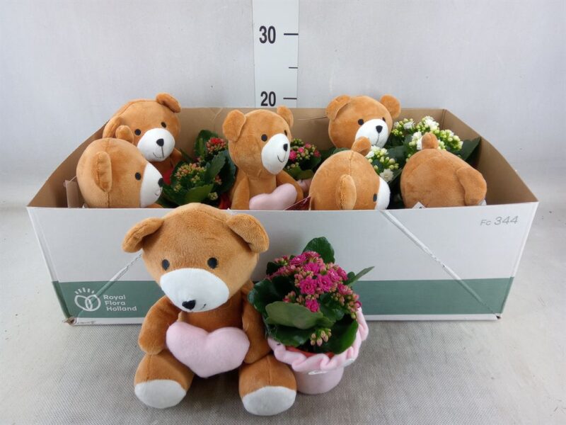 Arrangements (Valentin Planten - Teddy Bear) 25/20cm