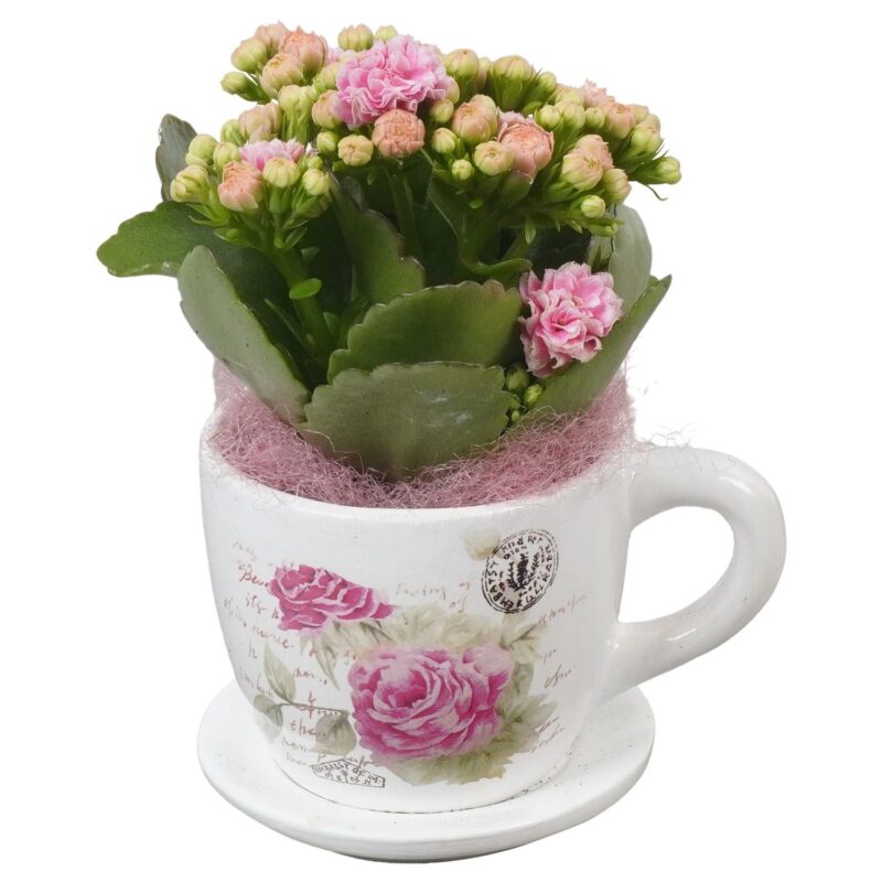 Arrangements (ARR008 Kalanchoe) 8/16cm NN