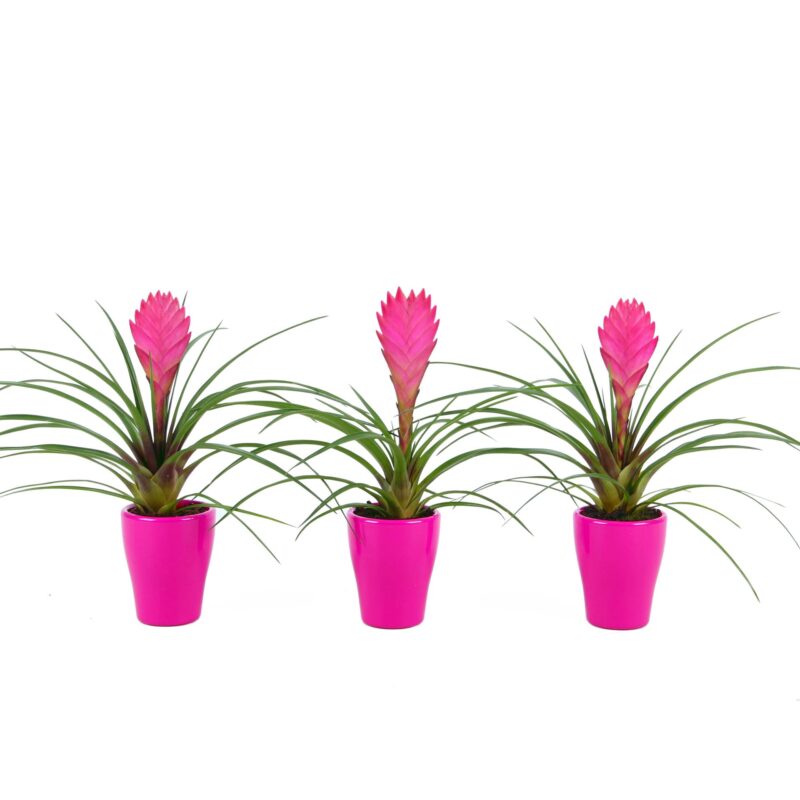 Arrangements (ARR013 Tillandsia) 7/20cm