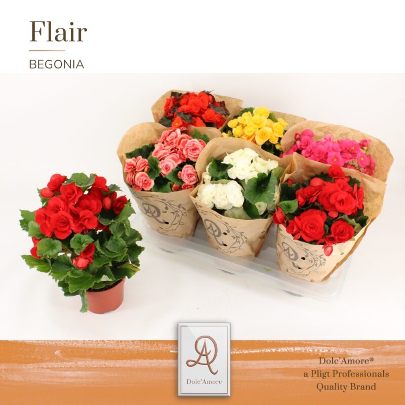 Begonia (DU Dolc' Amore Flair Mix) 14/31cm