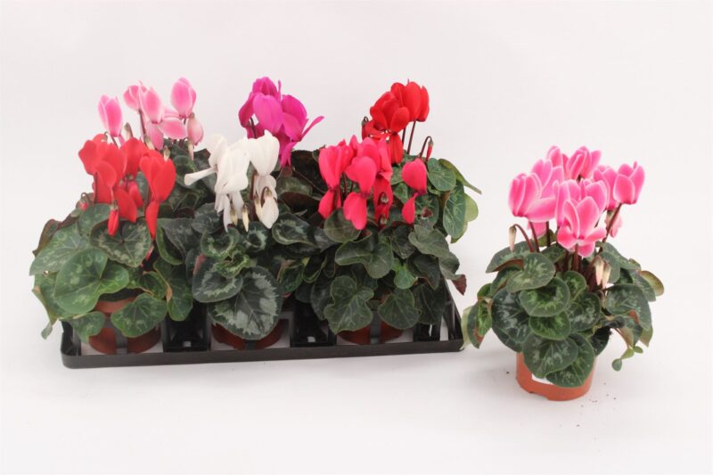 Cyclamen- Ciklámen (Vintro) 13/30cm NN