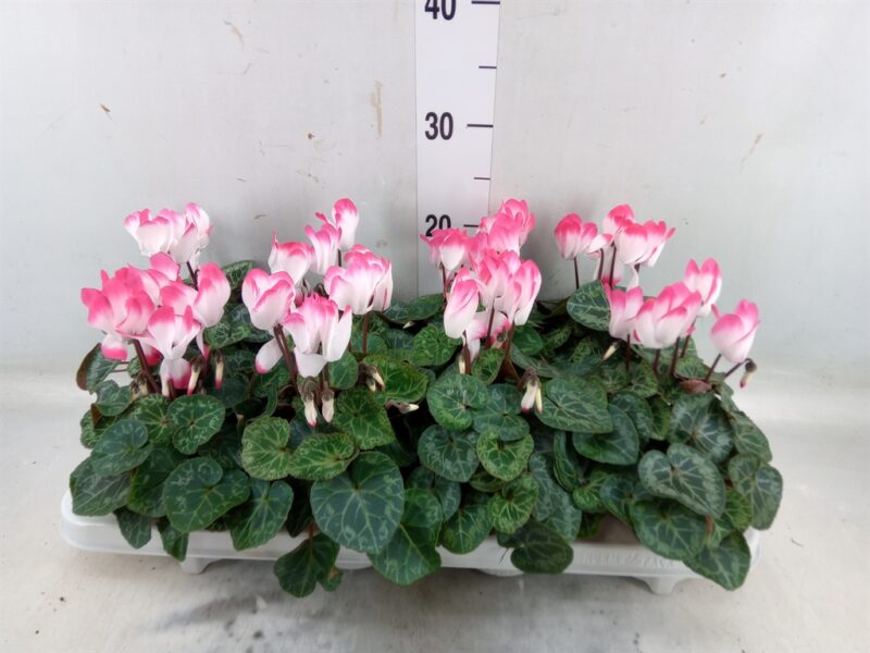 Cyclamen- Ciklámen (Indiaka Salmon) 10,5/25cm NN