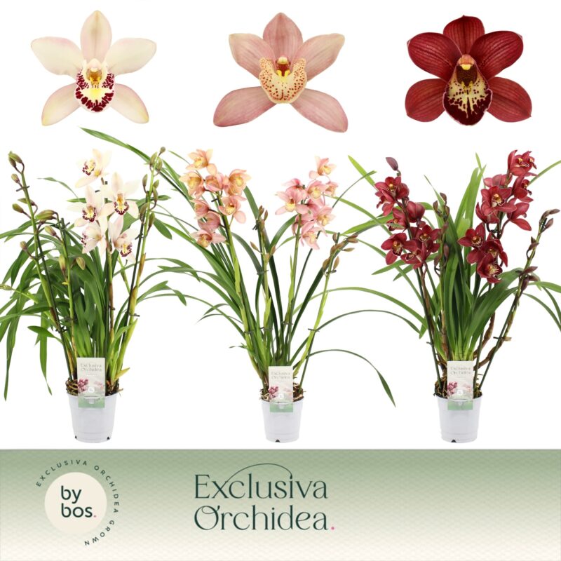 Cymbidium- Csónakorchidea (Exclusiva - 4 ágú) 12/60cm