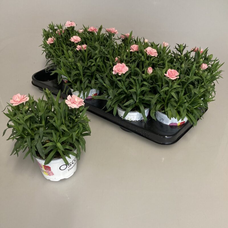 Dianthus- Szegfű (Oscar Pink) 12/20 cm NN