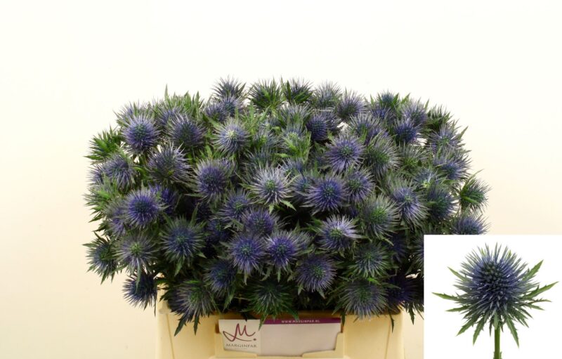 Eryngium Planum (Magnetar Qstar) 40cm