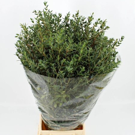 Eucalyptus Parvifolia- 70cm/300g