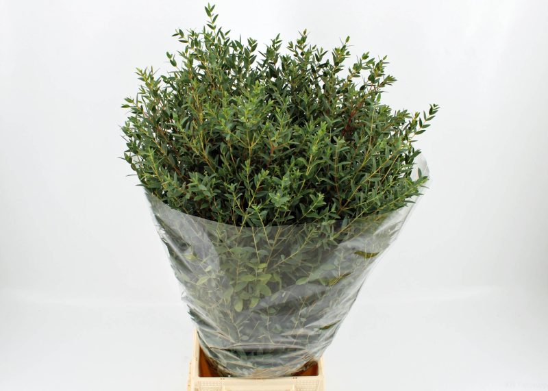 Eucalyptus Parvifolia- 70cm/300g