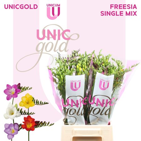 Frézia (Single Mix) 52cm
