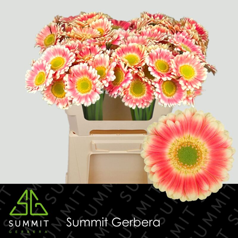 Bicolor Gerbera (Mini Tompouce) - 50cm