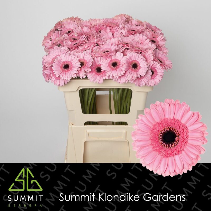 Rózsaszín Gerbera (Mini Petticoat) 50cm NN