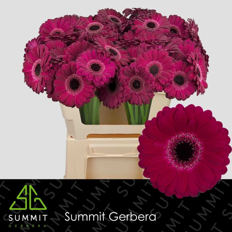 Lila Gerbera (Mini Platini) 50cm NN