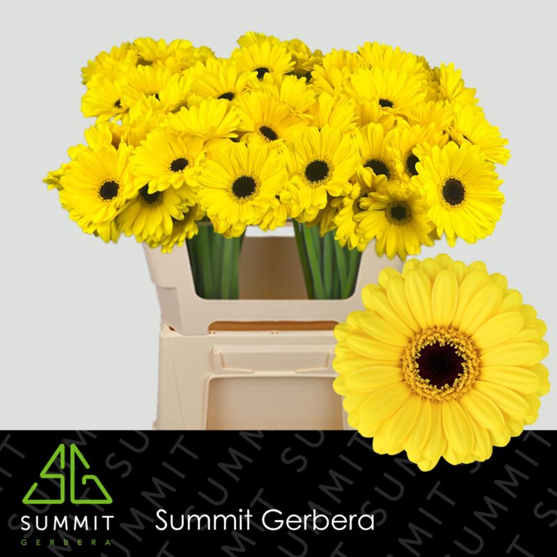 Citromsárga Gerbera (Mini Sunshine) 45cm NN