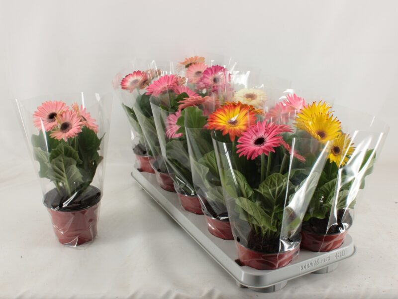 Gerbera (Mix) - 12/24cm NN