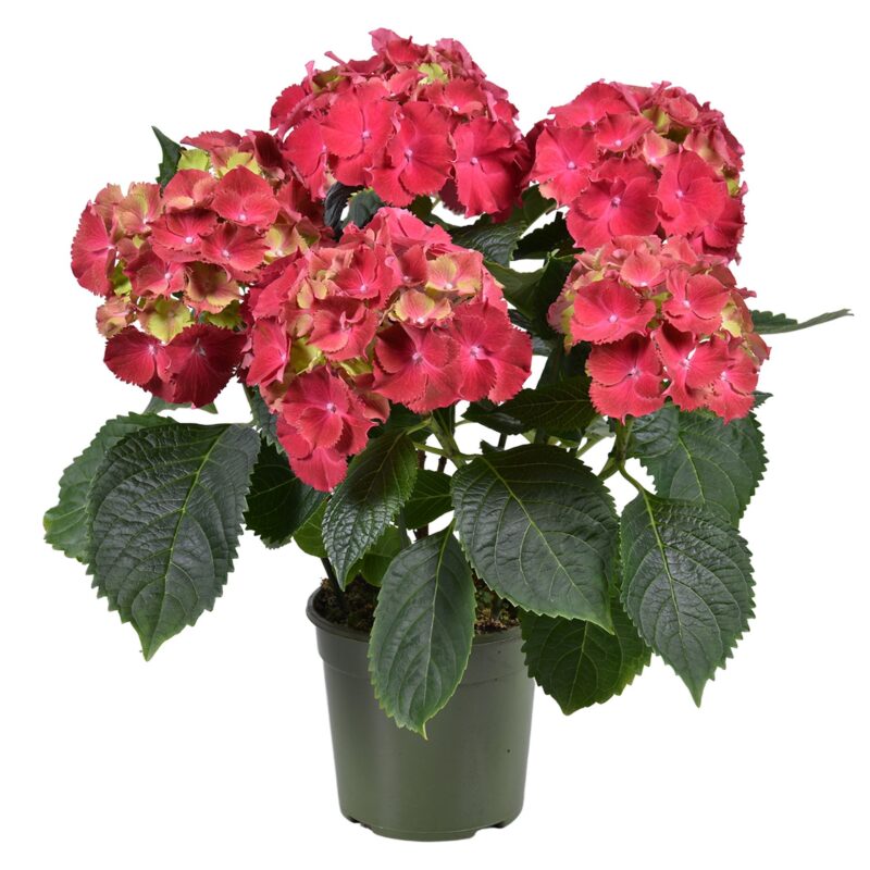 Hydrangea- Hortenzia (Hi Fire Red) 13/35cm