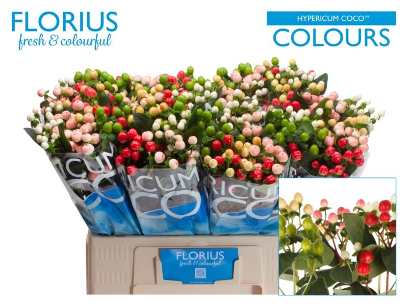 Mix Hypericum (Colour Mix) 60 cm