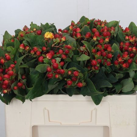 Piros Hypericum (Magical Triumph) 50cm