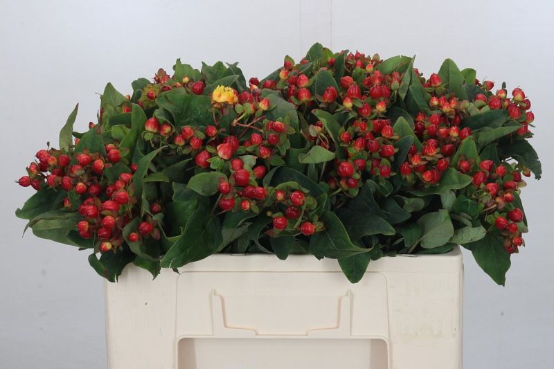 Piros Hypericum (Magical Triumph) 50cm