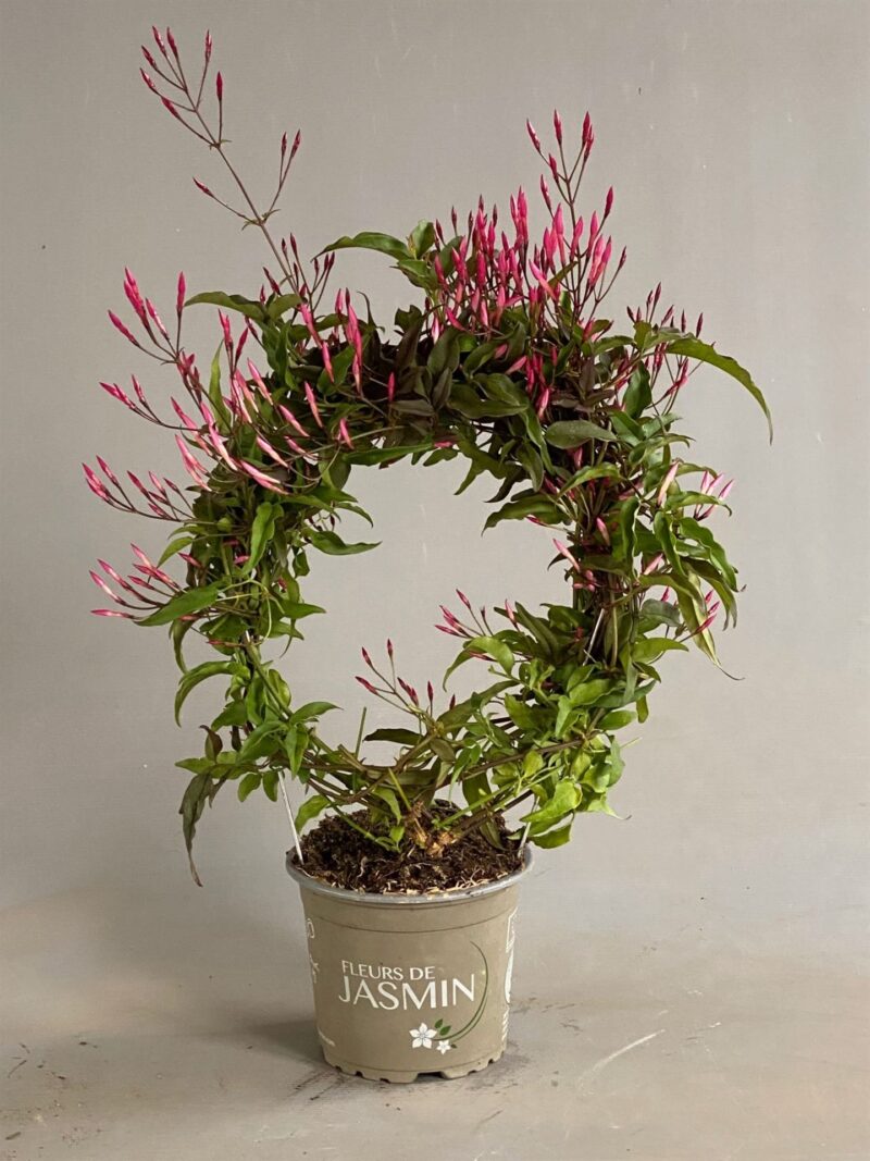 Jasmin Polyanthum- Sokvirágú Jázmin (Rose) 12/40cm NN