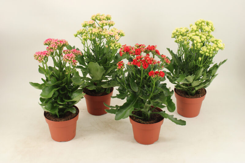 Kalanchoe- Korallvirág (Sunny Mix) 14/40cm