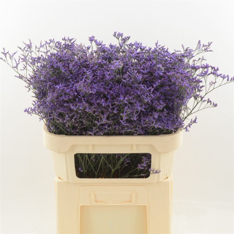 Limonium- Sóvirág (Safora Dark Blue) 70cm