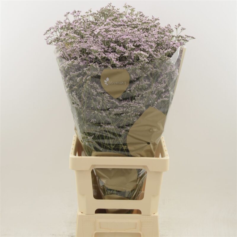 Lila Limonium (Saf Oshi Pink) 70cm