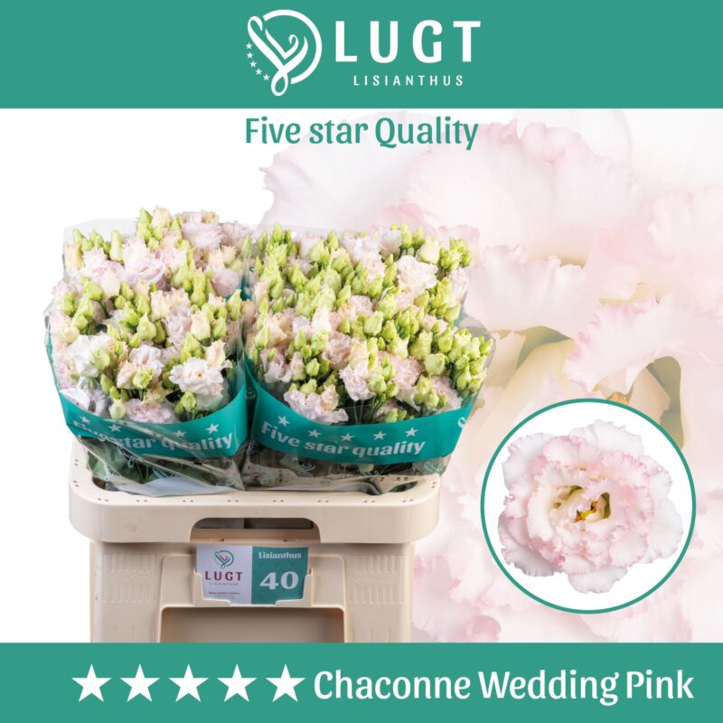 Pasztell Lisianthus (Double Chaconne Wedding Pink) 70 cm  NN