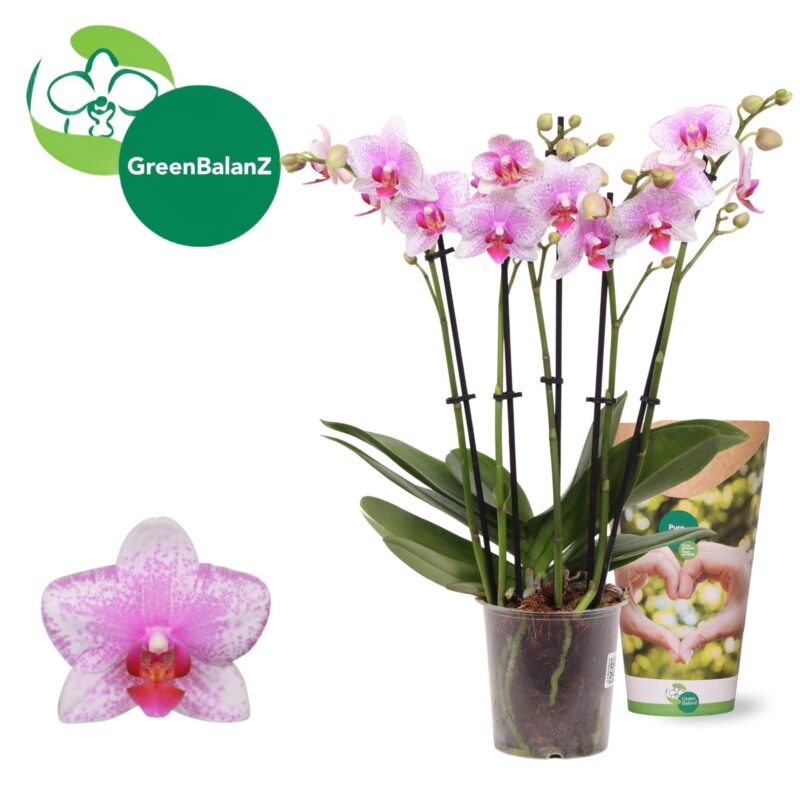 Phalaenopsis- Orchidea (Ant Rotterdam-5ágú) ) 12/50cm NN