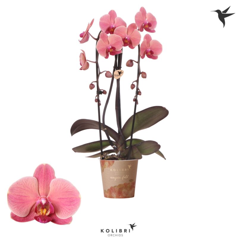 Phalaenopsis- Orchidea (Elegant Cascade Niagara Norbonne-2ágú) ) 12/50cm NN